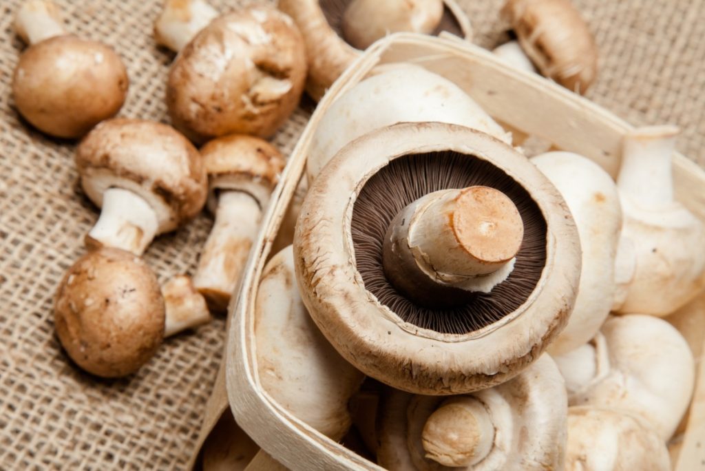 Can Mushroom Gummies Boost Your Memory?